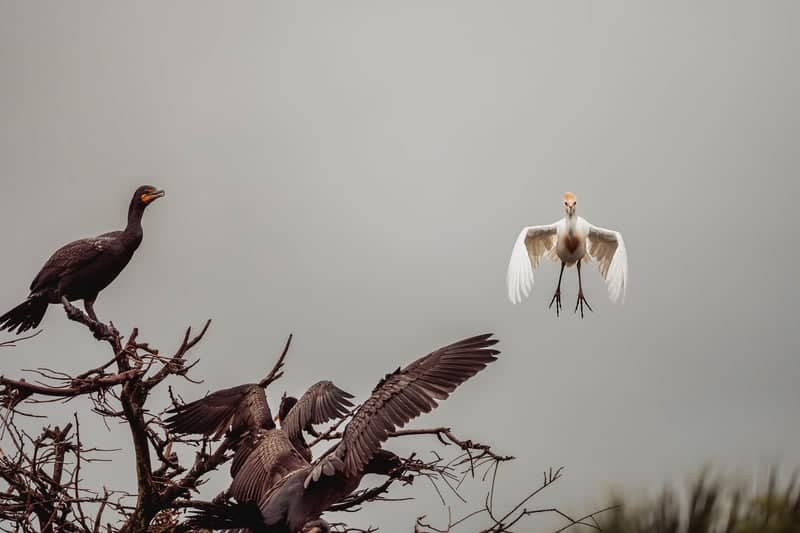 Wakodahatchee Wetlands - Image 1