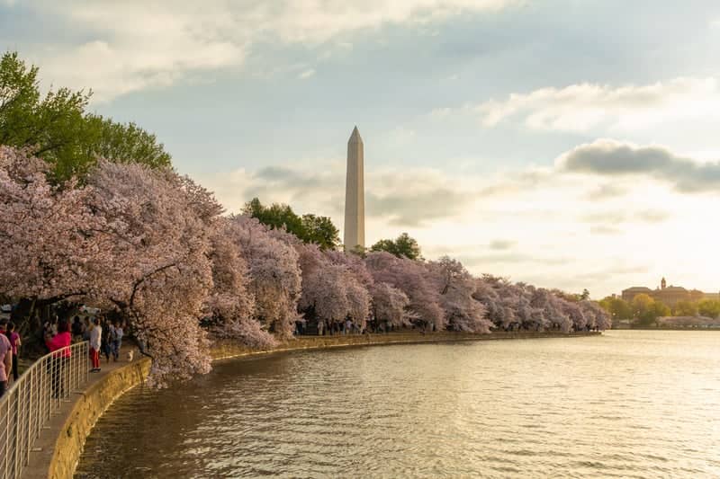 Tidal Basin Cherry Blossoms - Image 1
