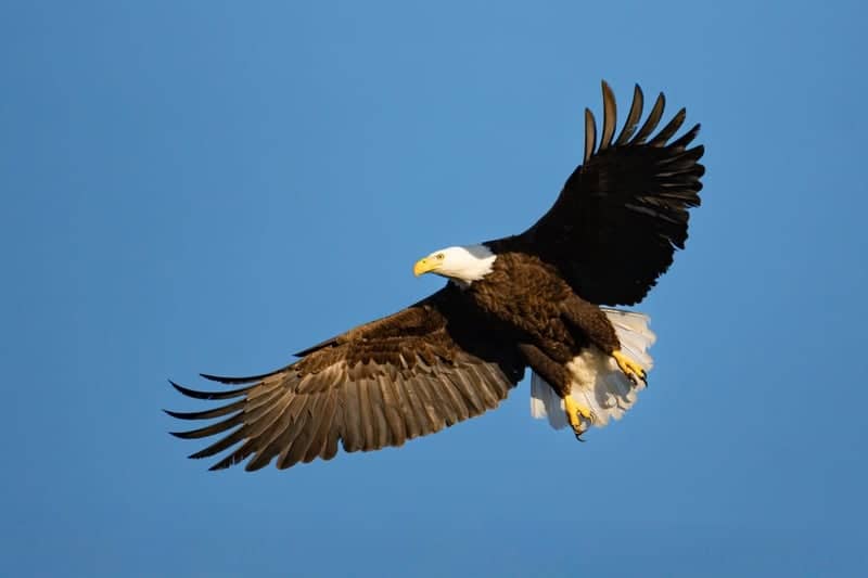 Linglestown Birding Spot - Image 1