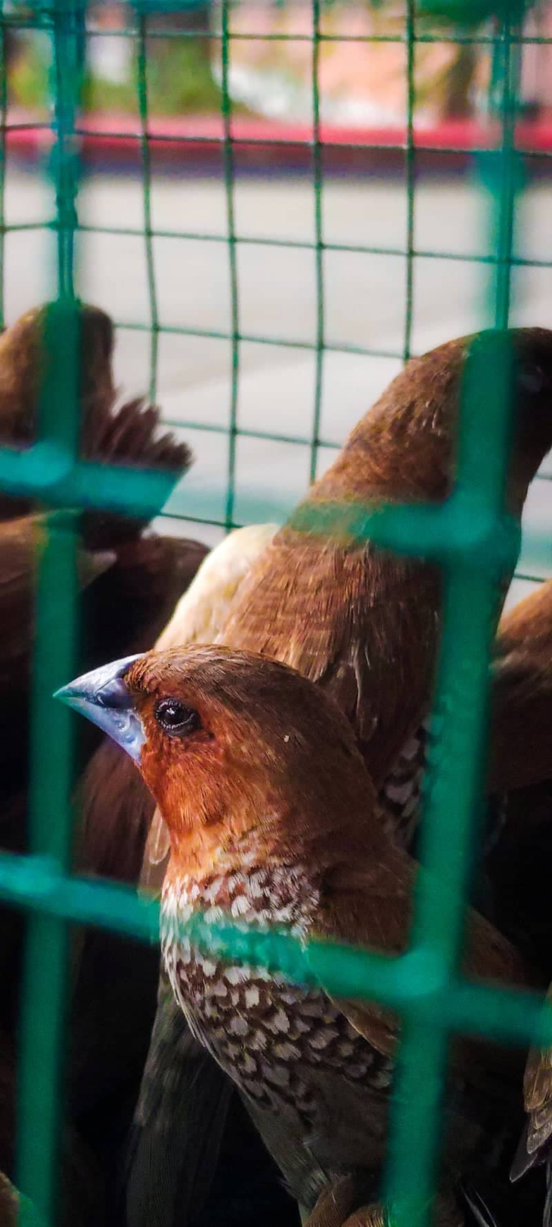 Surabaya Bird Market - Image 1