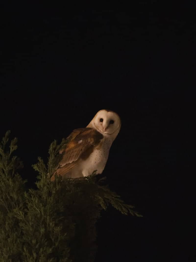 San Jose Barn Owl Perch - Image 1