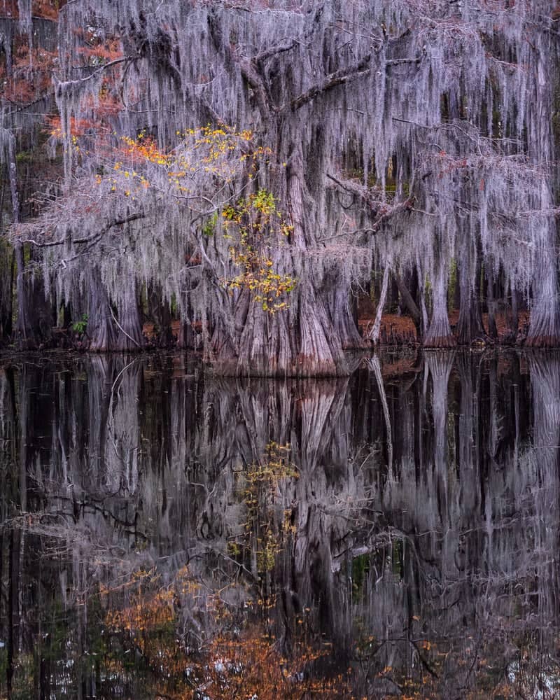 Caldwell Cypress Swamp - Image 1