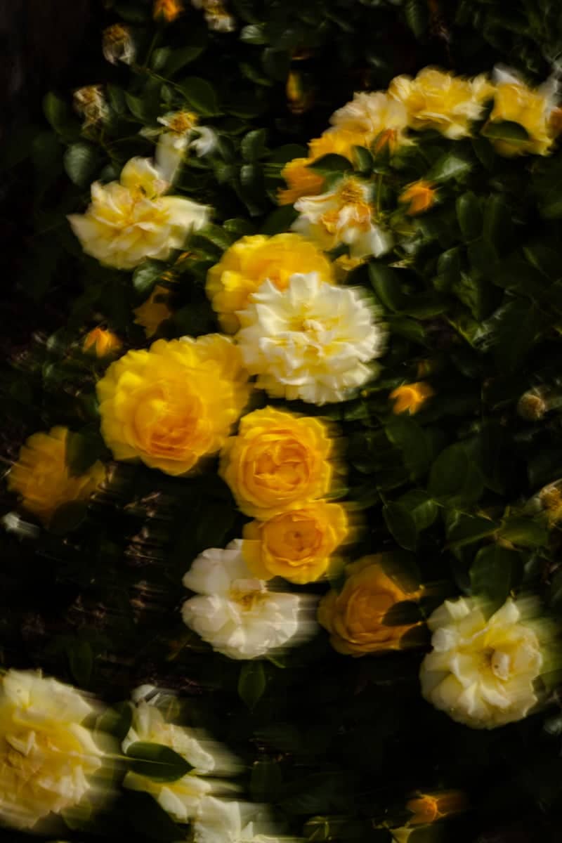 El Paso Municipal Rose Garden - Image 1