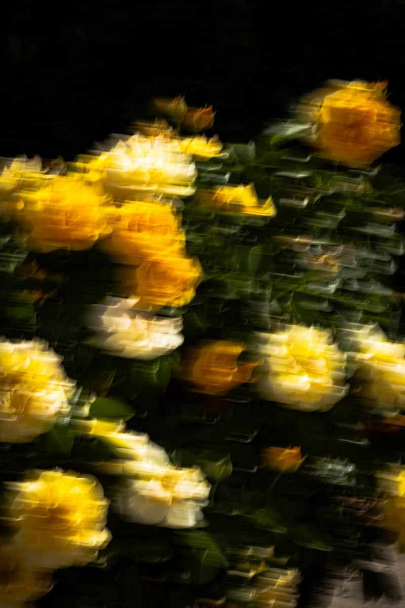 El Paso Municipal Rose Garden - Image 1