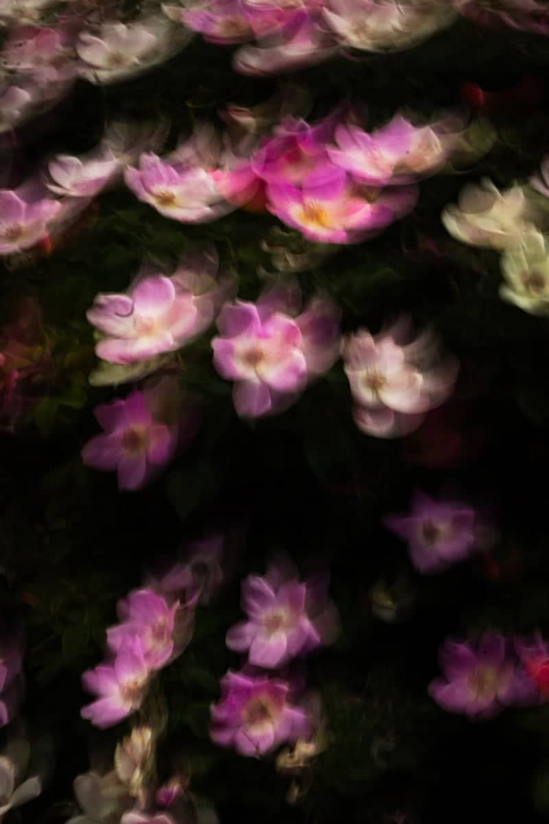 El Paso Municipal Rose Garden - Image 1