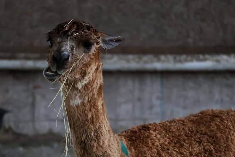 Grand Lake Alpacas - Image 1