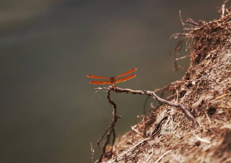 Whitaker Park Nature Area - Image 1