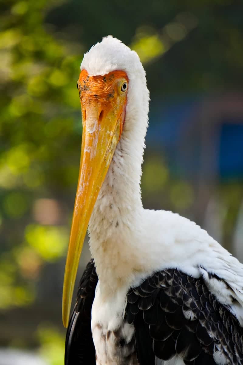 Sayaji Baug Zoo - Image 1