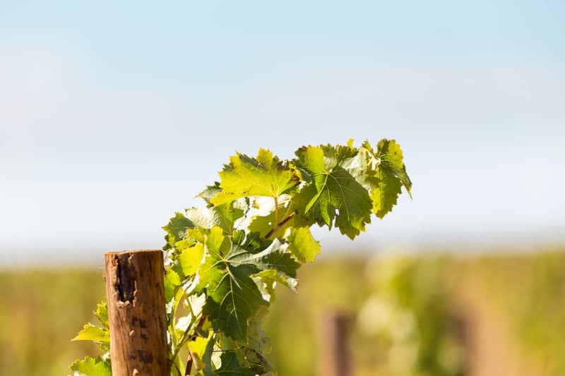 Rueda Wine Region Vineyards - Image 1