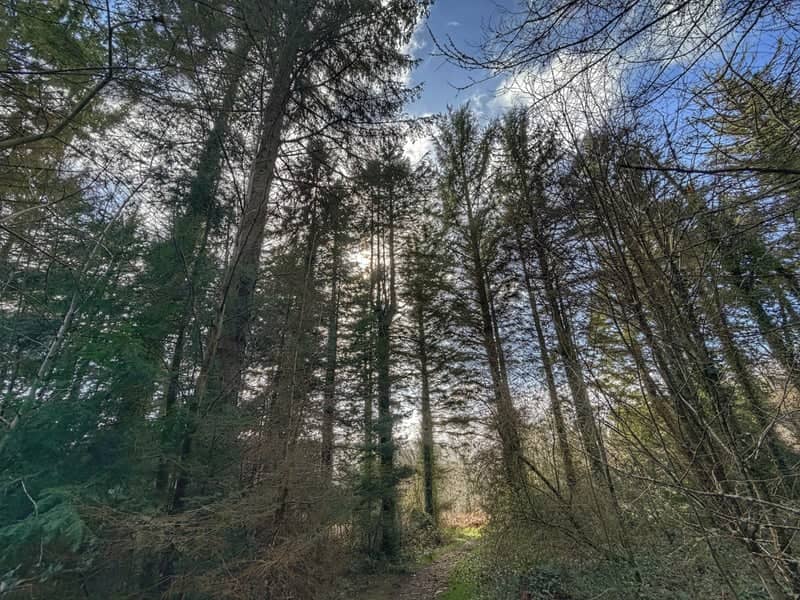 Gwydir Forest Park - Image 1