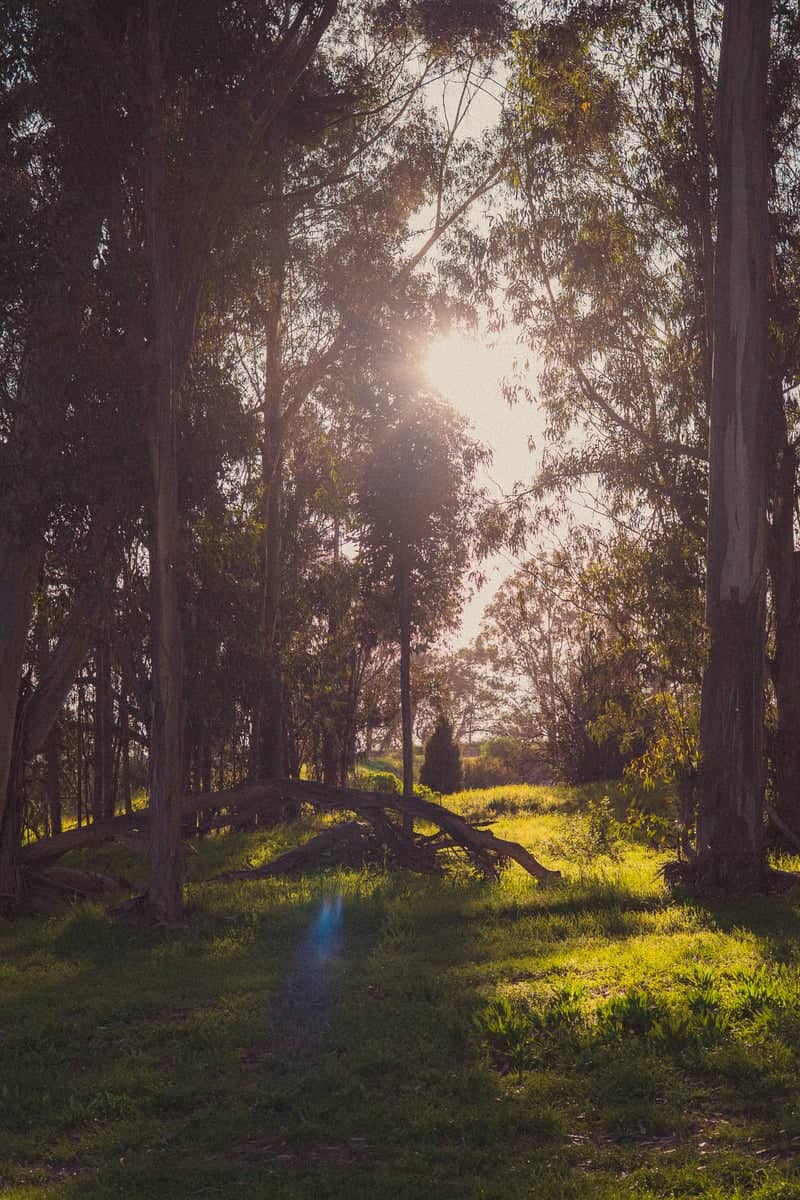 Point Pinole Eucalyptus Grove - Image 1