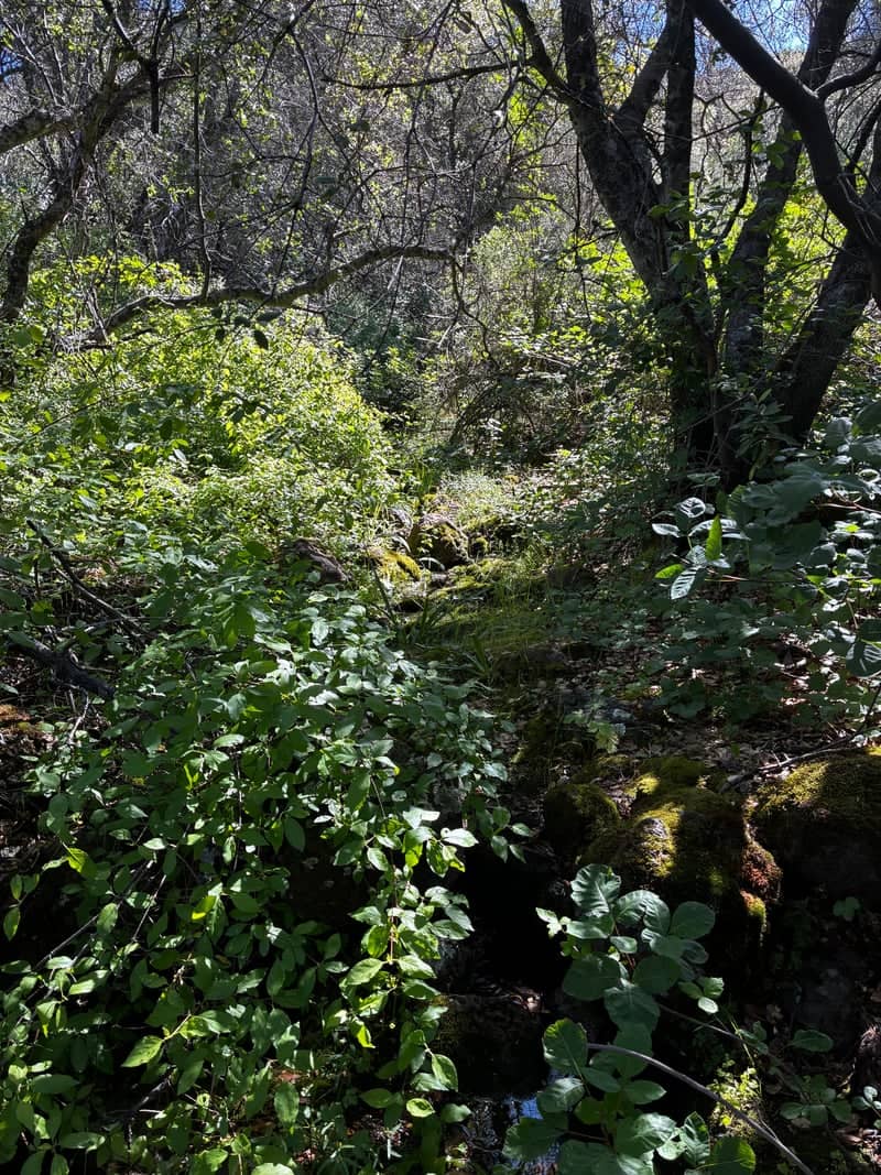 Sierra Foothills Woodland Creek - Image 1