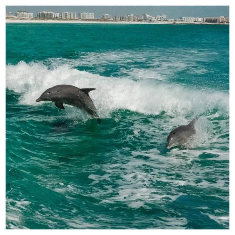 Destin Harbor Dolphin Cruise - Image 1
