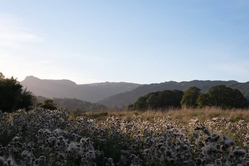 Grasmere Valley Meadows - Image 1
