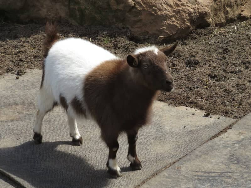 Goats on the Roof of the Smokies - Image 1