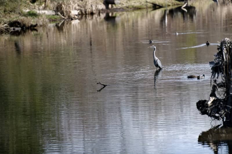 Swamp Creek at Sammamish River - Image 1