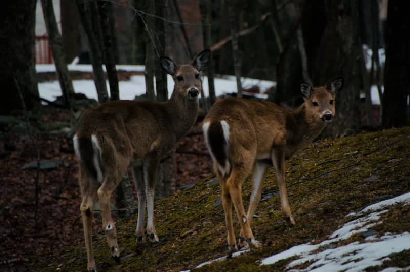 Pocono Mountains Woodland - Image 1