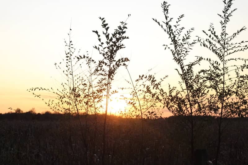 Niles Prairie Overlook - Image 1