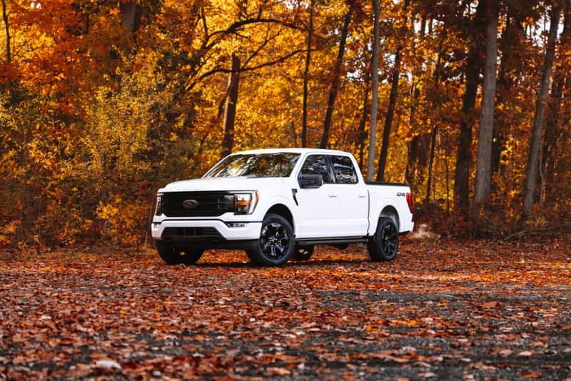 Jackson Autumn Woods - Image 1