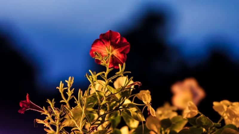 Spring Street Floral Display - Image 1