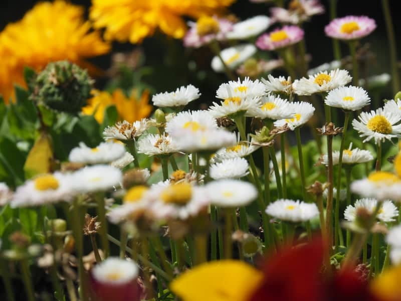 Moji Flower Garden - Image 1
