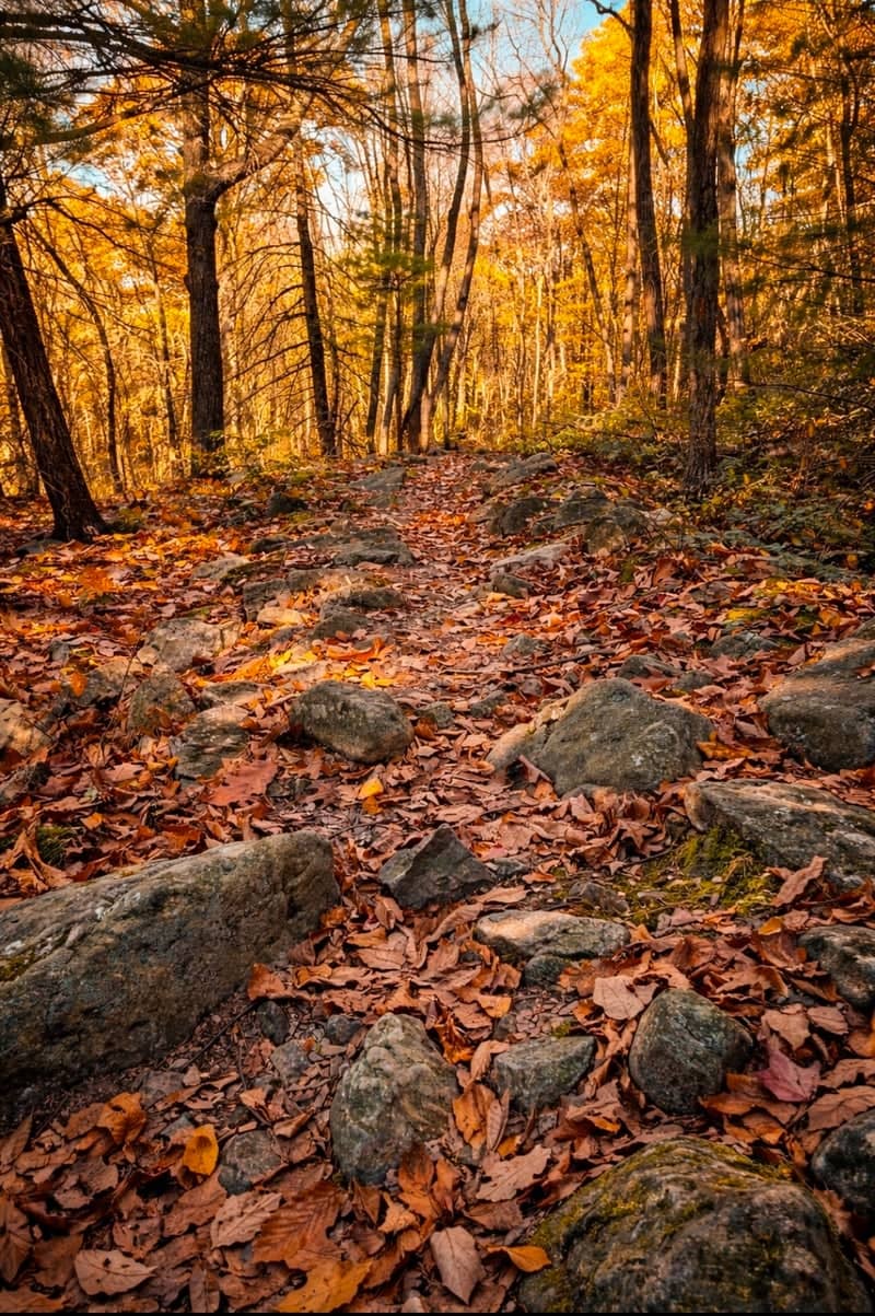 Tuscarora State Forest Trail - Image 1