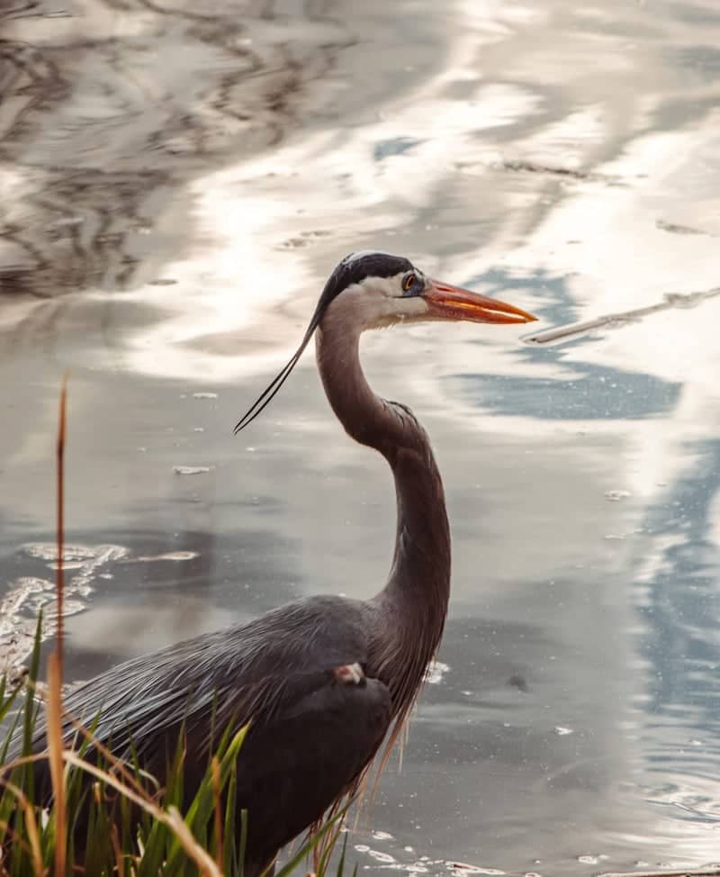 Sinton Pond Open Space - Image 1
