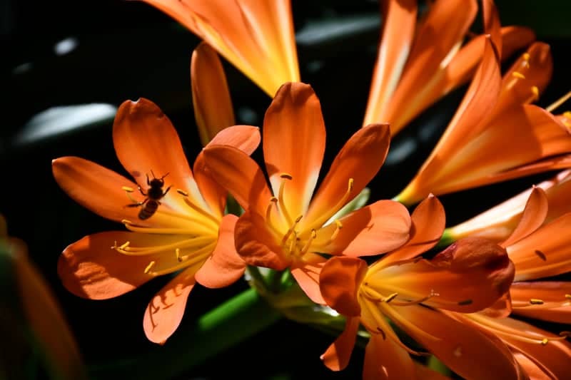 Descanso Gardens - Image 1
