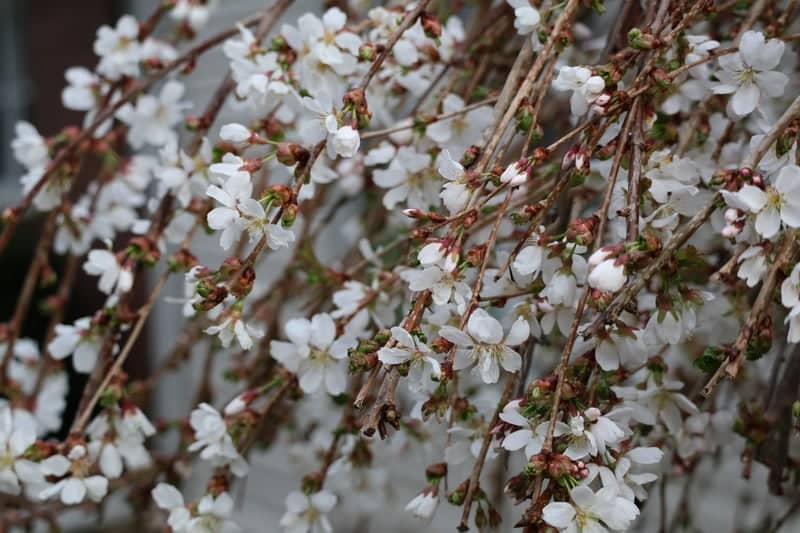 Lakewood Avenue Spring Blooms - Image 1