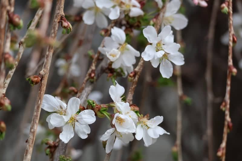 Lakewood Avenue Spring Blossoms - Image 1