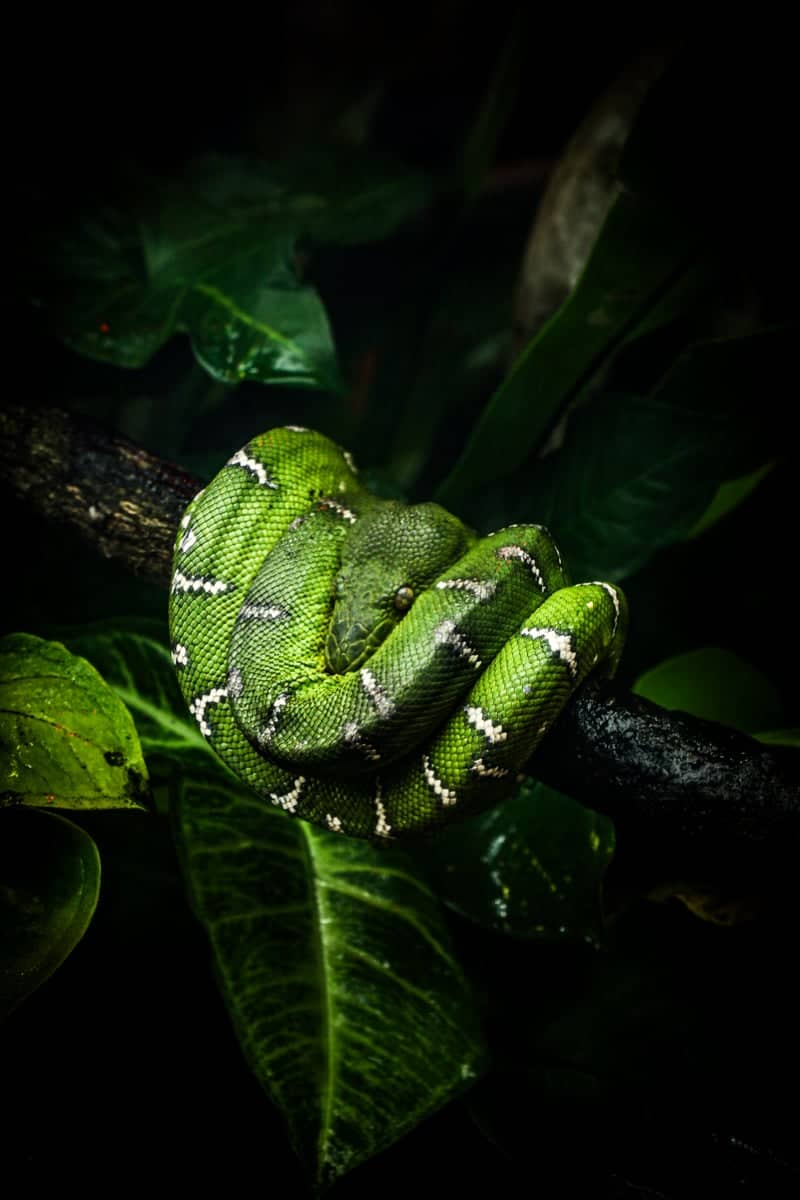 Ocean Park Rainforest Exhibit - Image 1