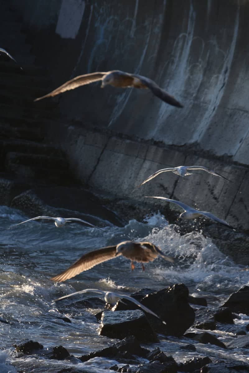 Lynn Shore Reservation Seawall - Image 1