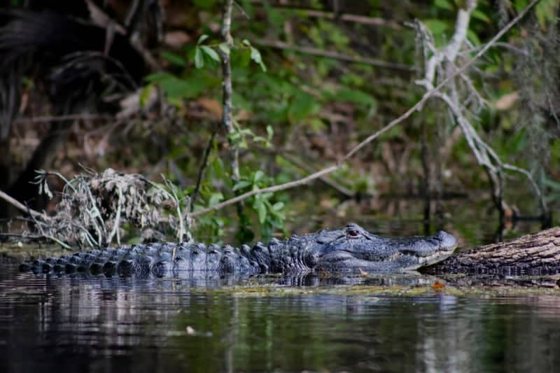 Silver Springs State Park - Image 1