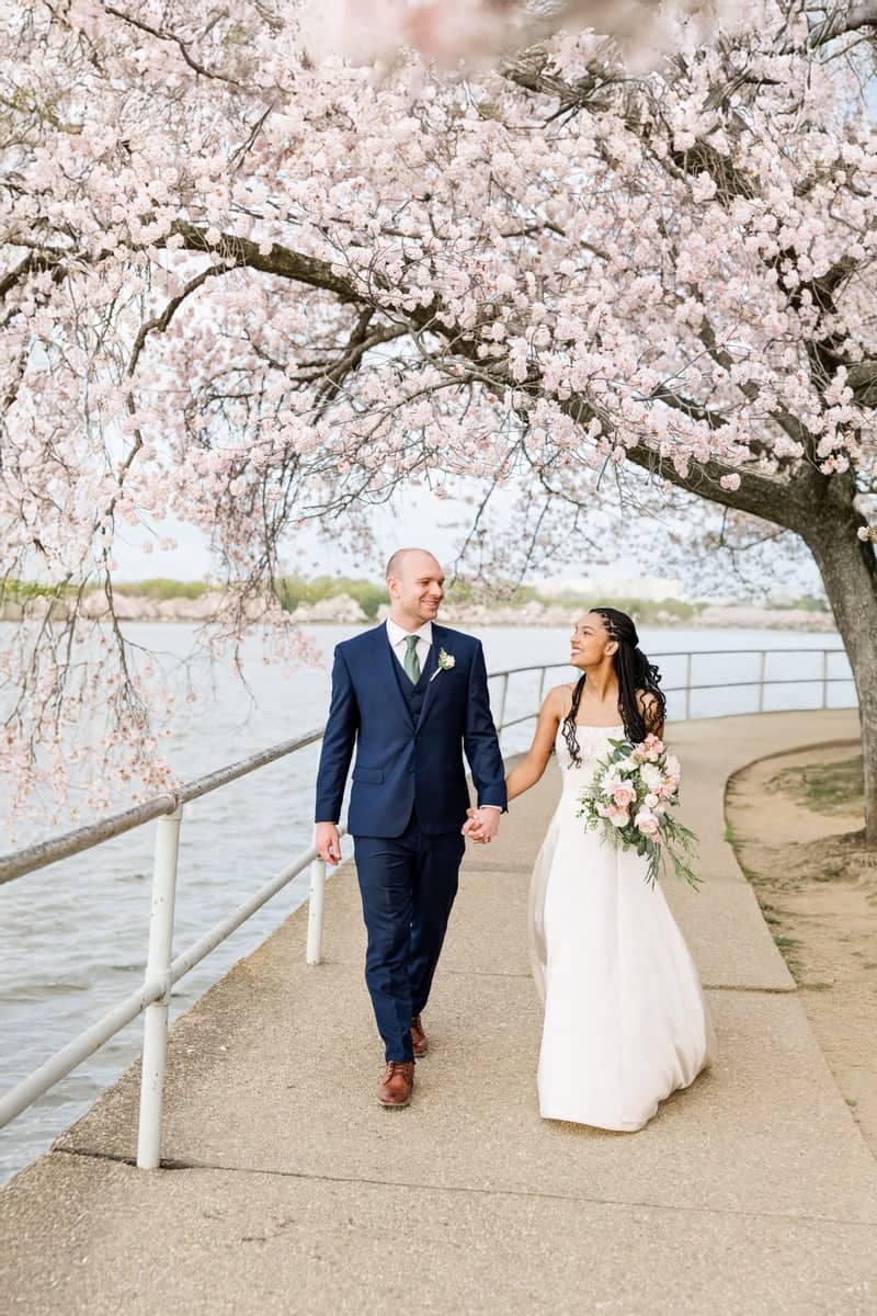 Tidal Basin Cherry Blossoms - Image 1