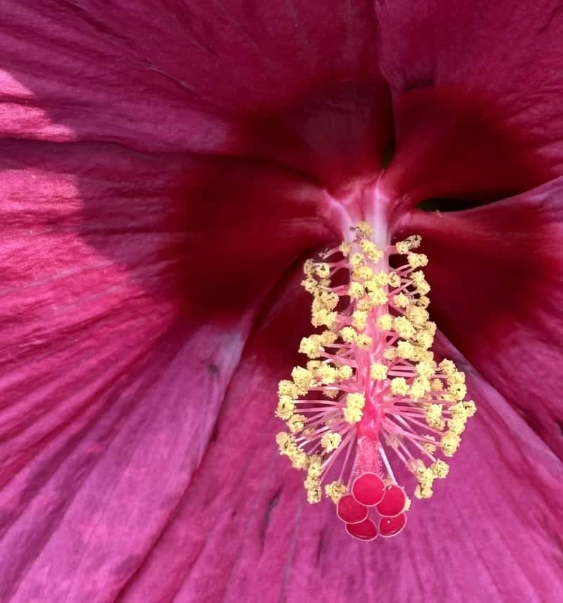 Tolland Garden Macro - Image 1