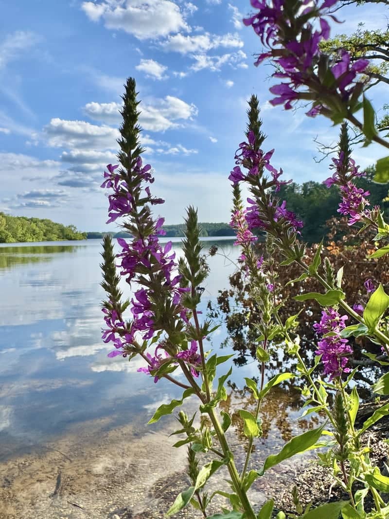 Shenipsit Lake Shoreline - Image 1