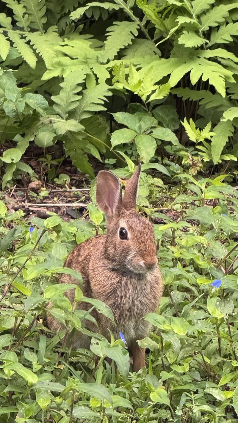 Tolland Garden Wildlife - Image 1