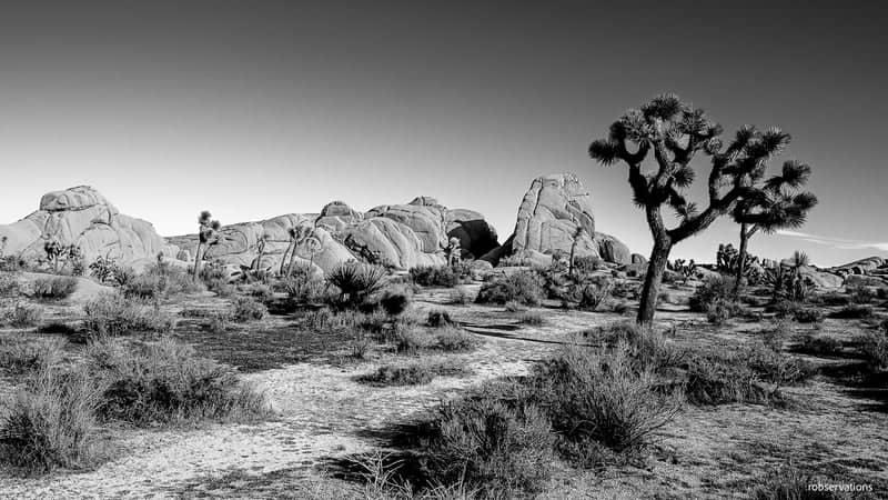 Joshua Tree National Park - Image 1