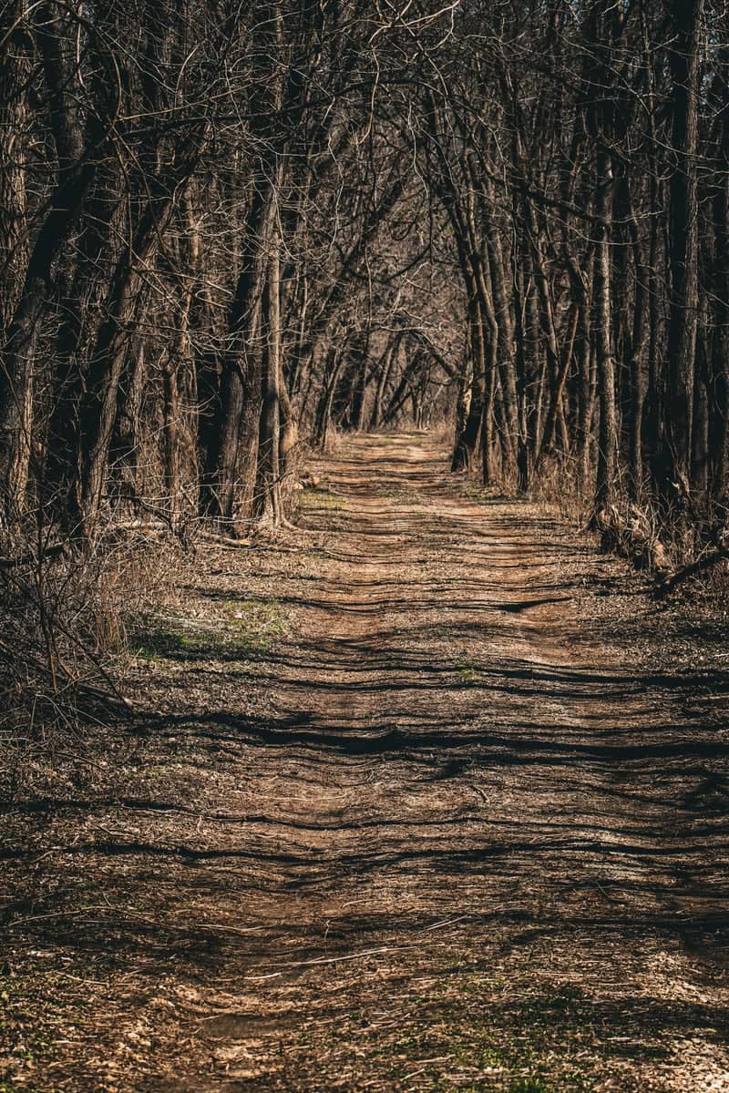 Lewistown Woodland Trail - Image 1
