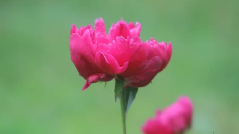 Factoryville Floral Garden - Image 1