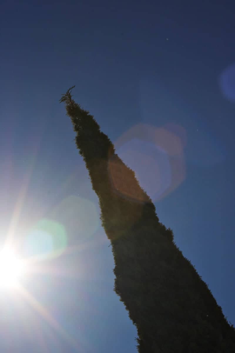 Kingman Cypress Silhouette - Image 1