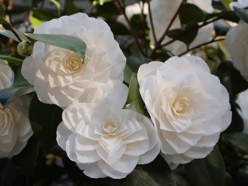 Beaverton Camellia Garden - Image 1