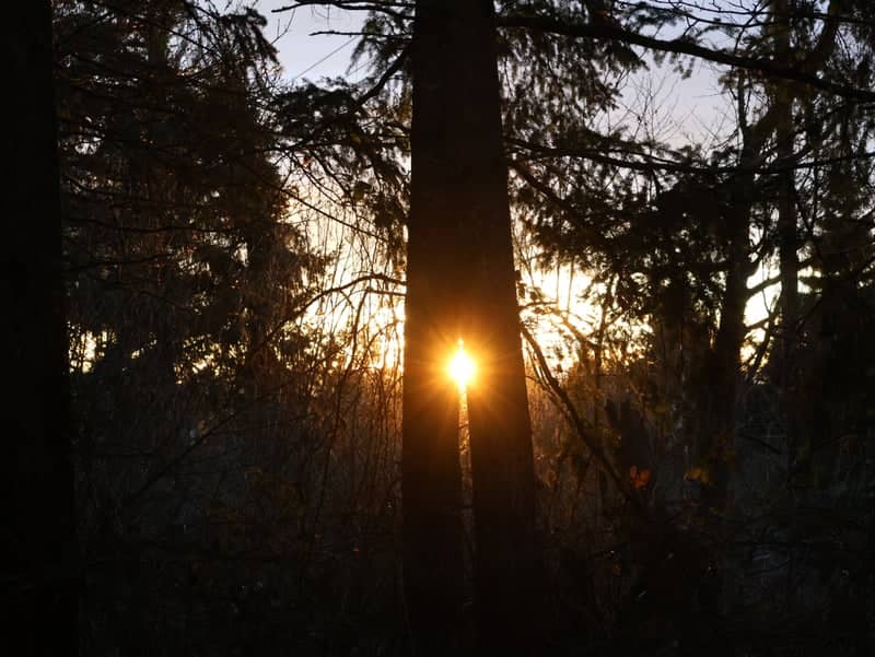 Beaverton Wooded Sunburst - Image 1