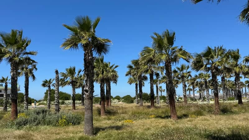 Essaouira Coastal Palm Grove - Image 1