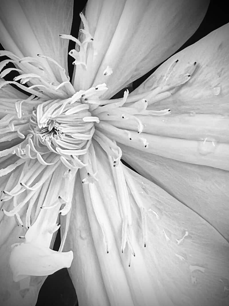 Chesterfield Garden Flora - Image 1
