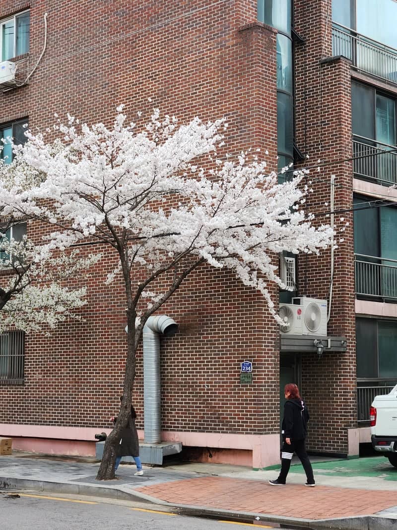 Dobong-gu Cherry Blossom Street - Image 1
