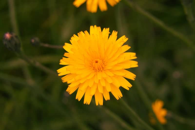 Castle Rock Wildflowers - Image 1