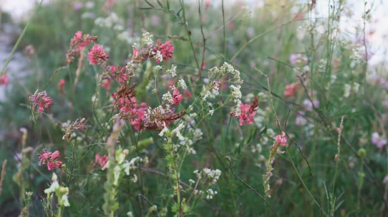 Divnogorye Nature Reserve - Image 1
