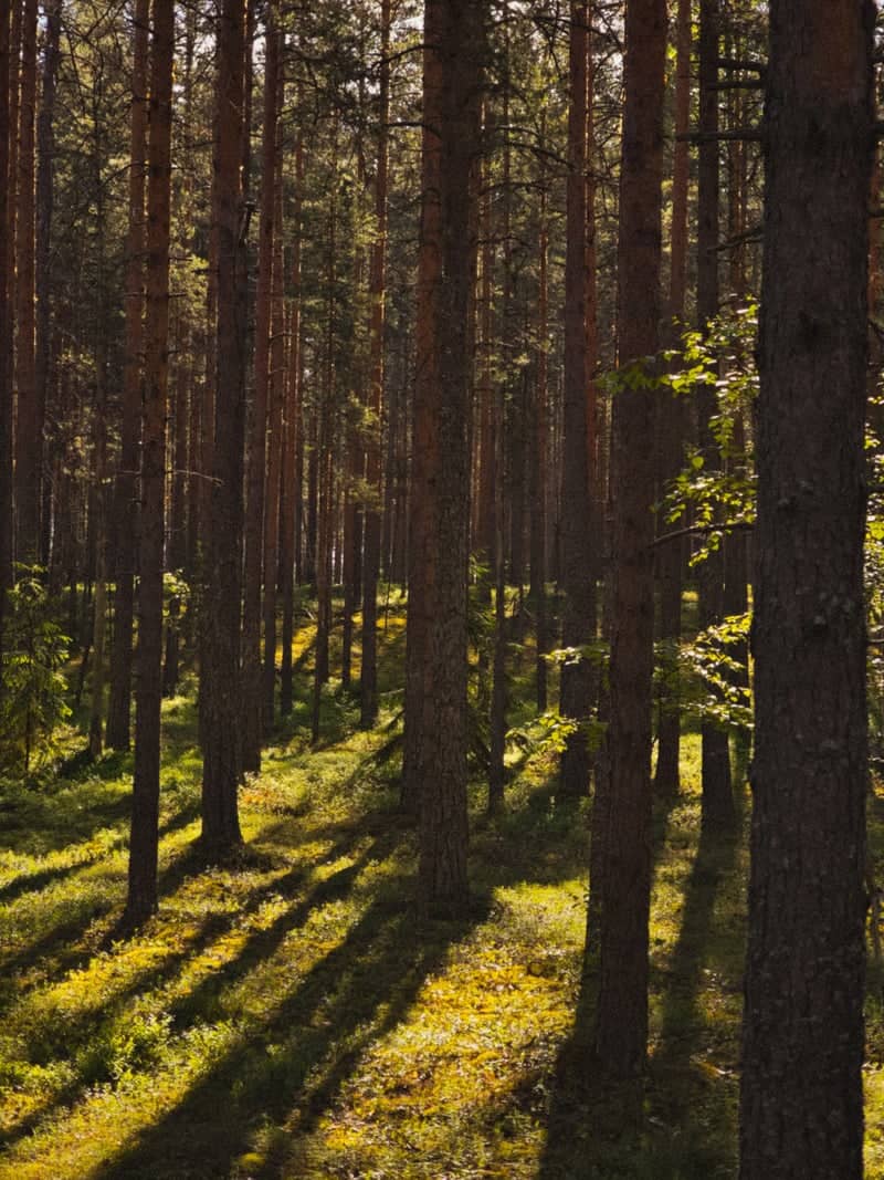 Kurkiyoki Pine Forest - Image 1