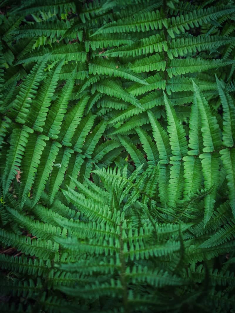 Kurkiyoki Forest Floor - Image 1
